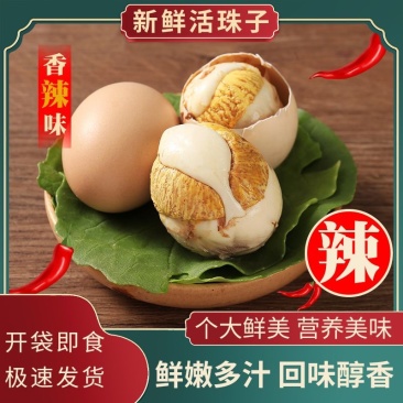 活珠子13天孵化厂家直销支持一件代发单枚低至7.8