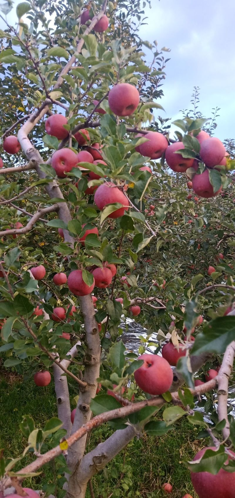盐源苹果