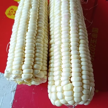 糯玉米