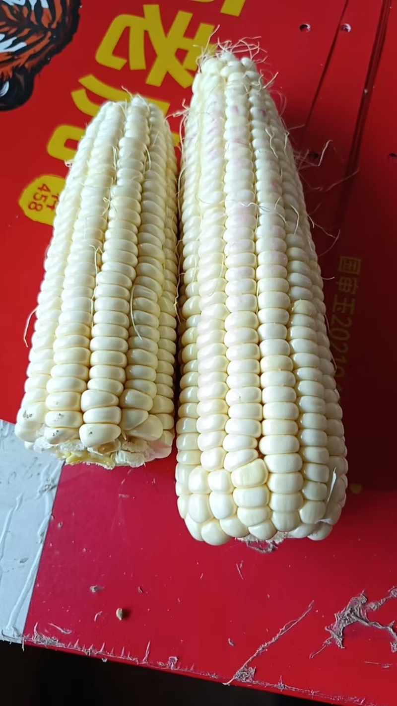 糯玉米