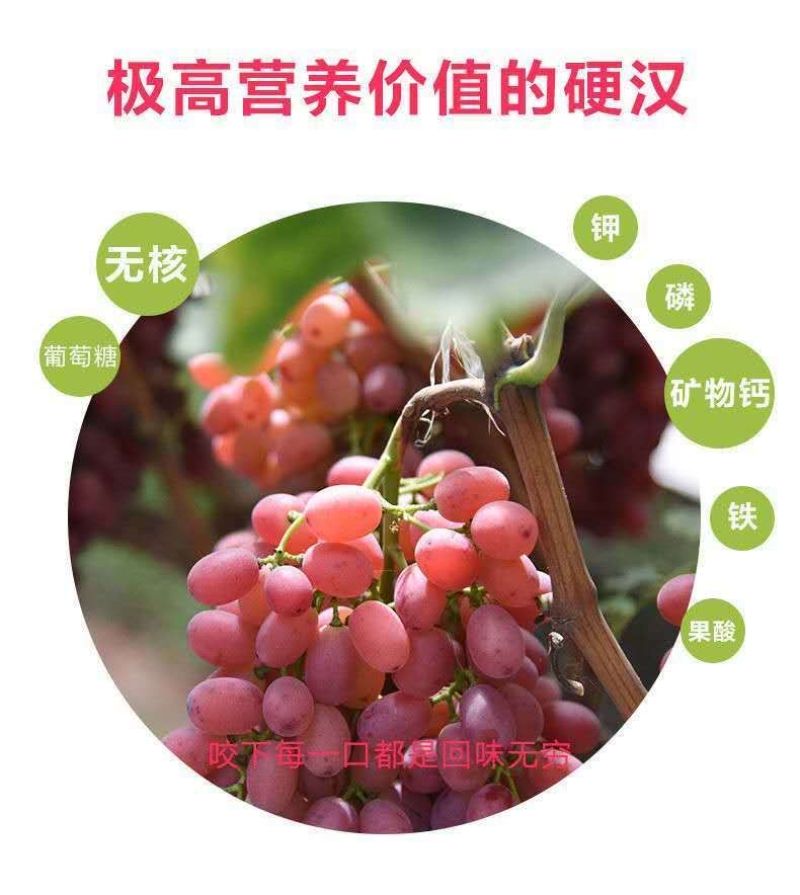 包邮）新鲜葡萄优质克伦生无籽红提葡萄克伦生葡萄爆甜新鲜