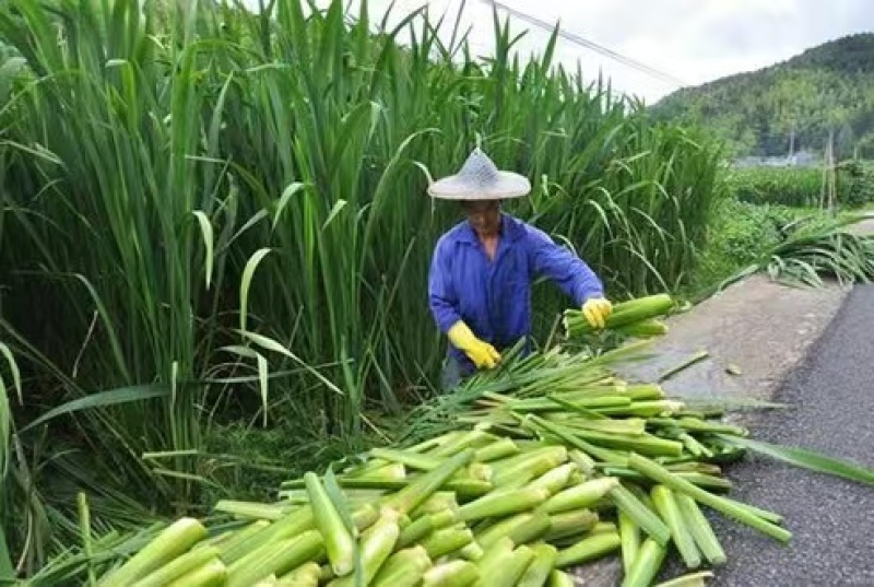 800亩高海拔优质单季美人茭白种苗