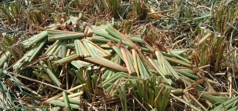 800亩高海拔优质单季美人茭白种苗