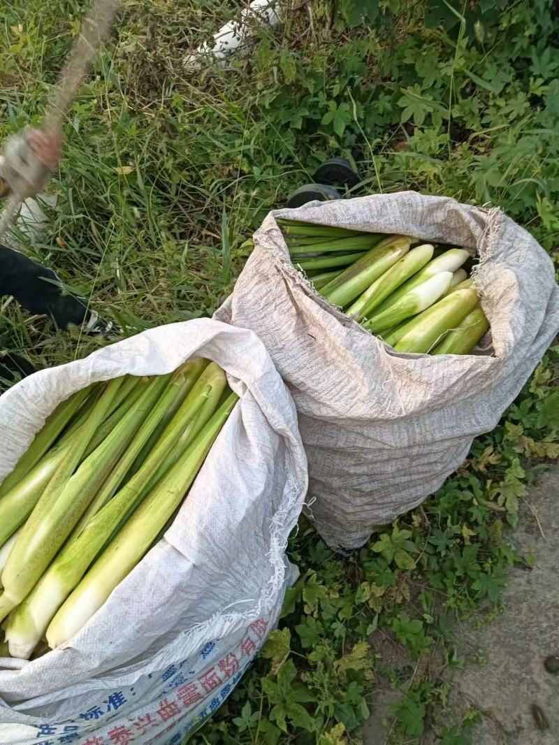 800亩高海拔优质单季美人茭白种苗