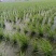 800亩高海拔优质单季美人茭白种苗