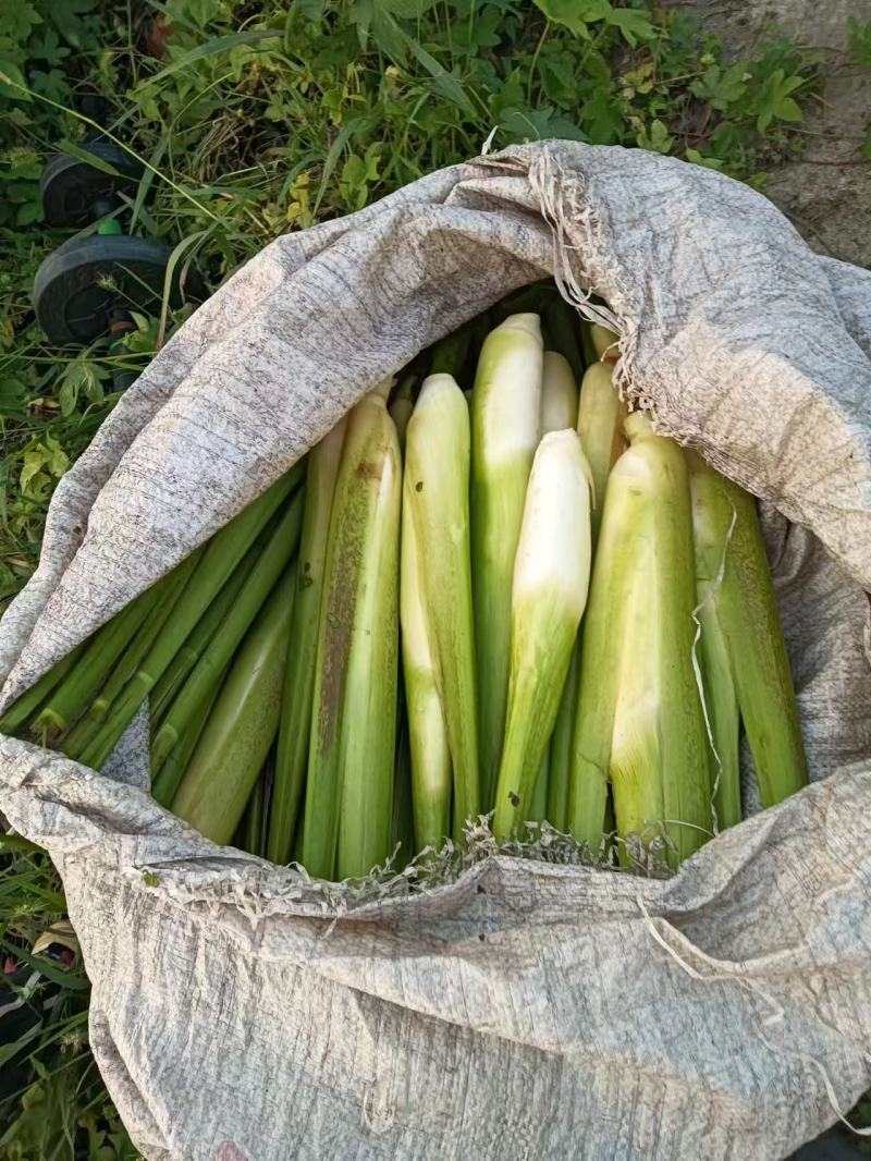 800亩高海拔优质单季美人茭白种苗