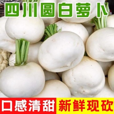《圆萝卜》四川本地萝卜基地直发对接商超团购电商一条龙