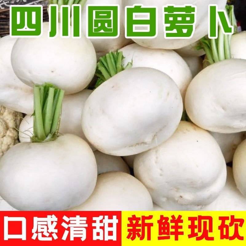 《圆萝卜》四川本地萝卜基地直发对接商超团购电商一条龙