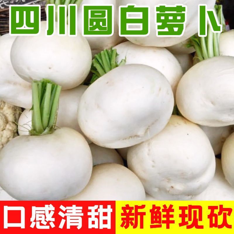 《圆萝卜》四川本地萝卜基地直发对接商超团购电商一条龙