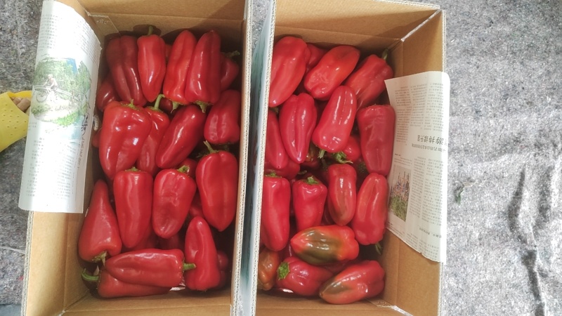 广西精品红椒大量上市