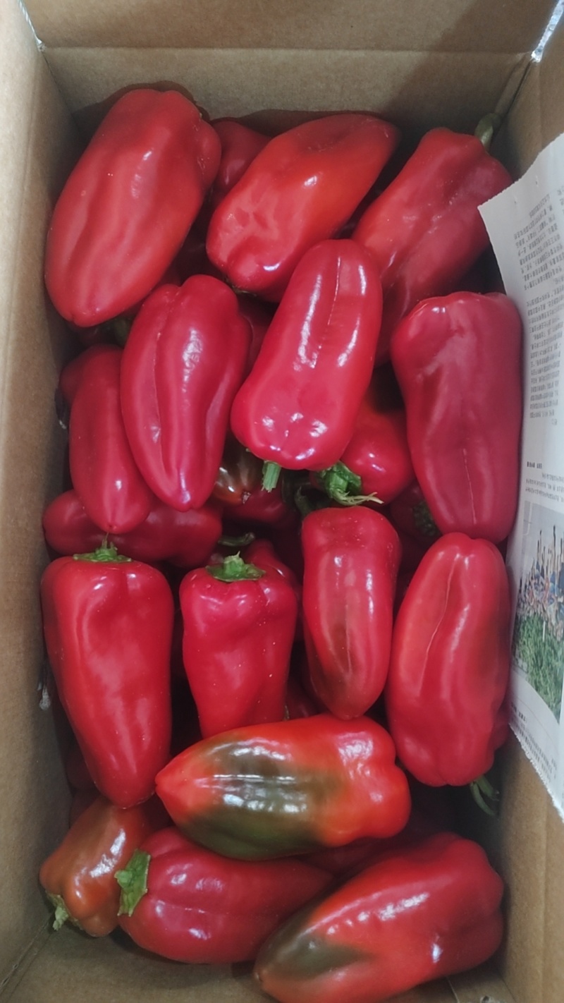 广西精品红椒大量上市
