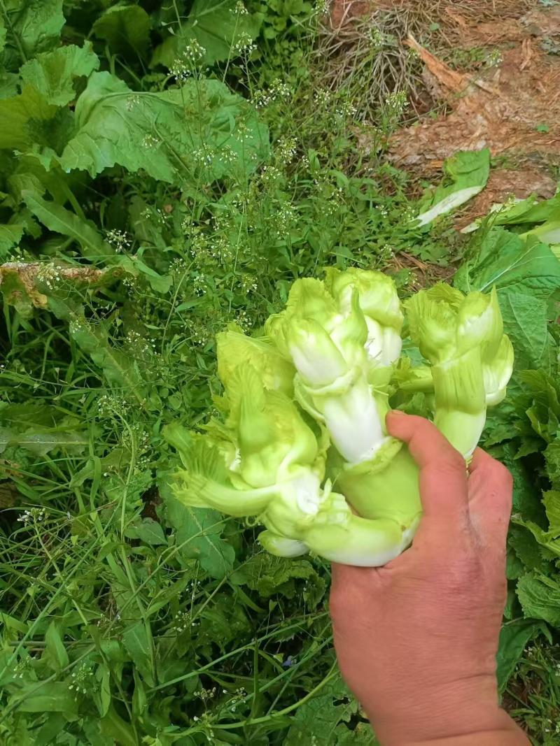 《儿菜》四川特产基地直发对接全国保质保量一条龙服务