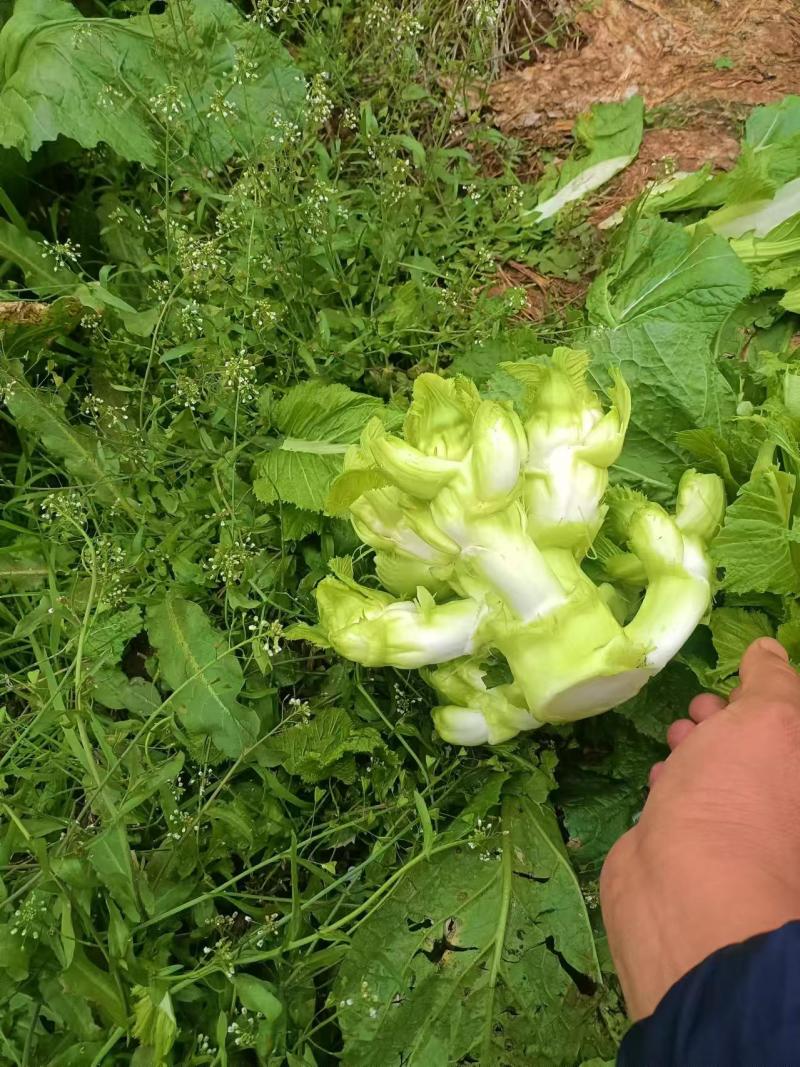 《儿菜》四川特产基地直发对接全国保质保量一条龙服务