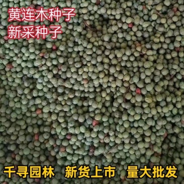 黄连木种子新采