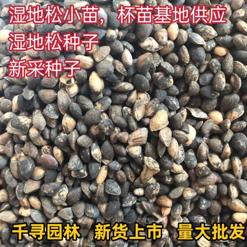 湿地松种子新采湿地松种子