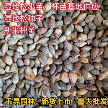 湿地松种子新采湿地松种子