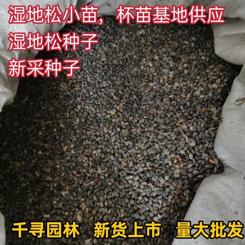 湿地松种子新采湿地松种子