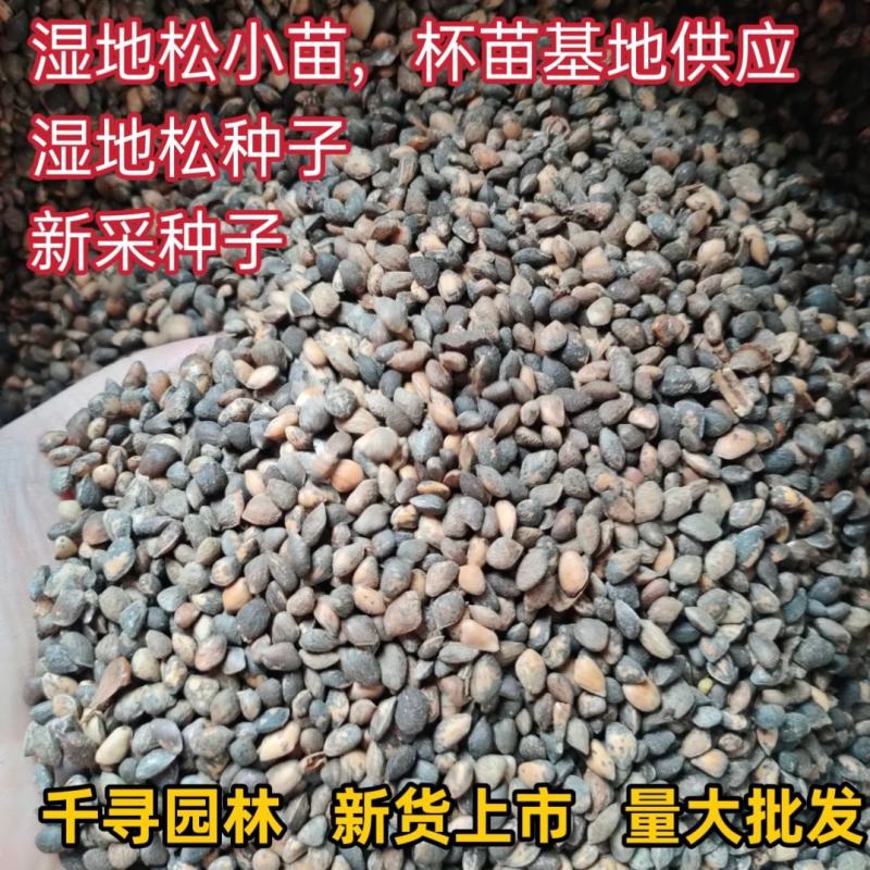 湿地松种子新采湿地松种子