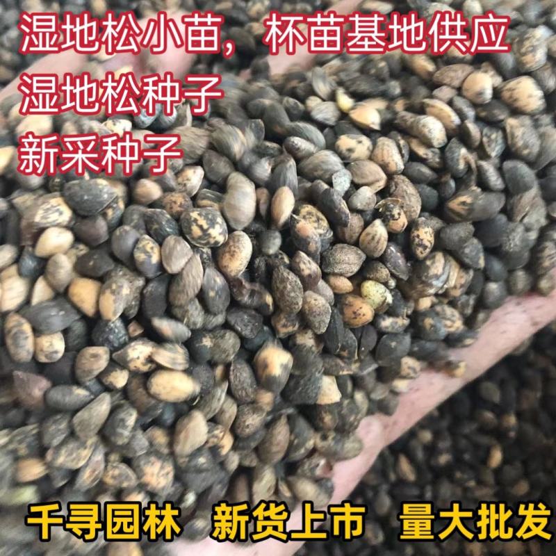 湿地松种子新采湿地松种子
