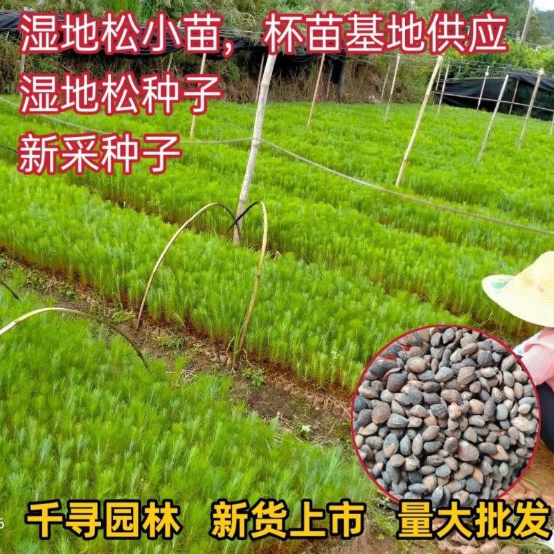 湿地松种子新采湿地松种子