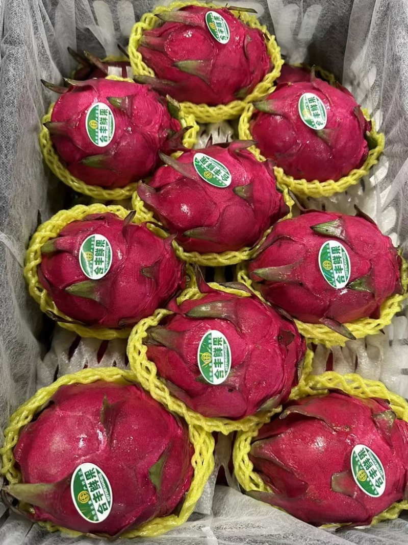 基地精品火龙果127比例