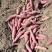 湖北红薯大量上市紫薯，龙九，西瓜红