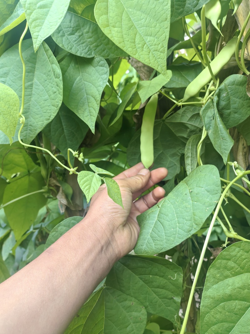 正宗云南油豆，品质优质，欢迎各大商超老板前来选购