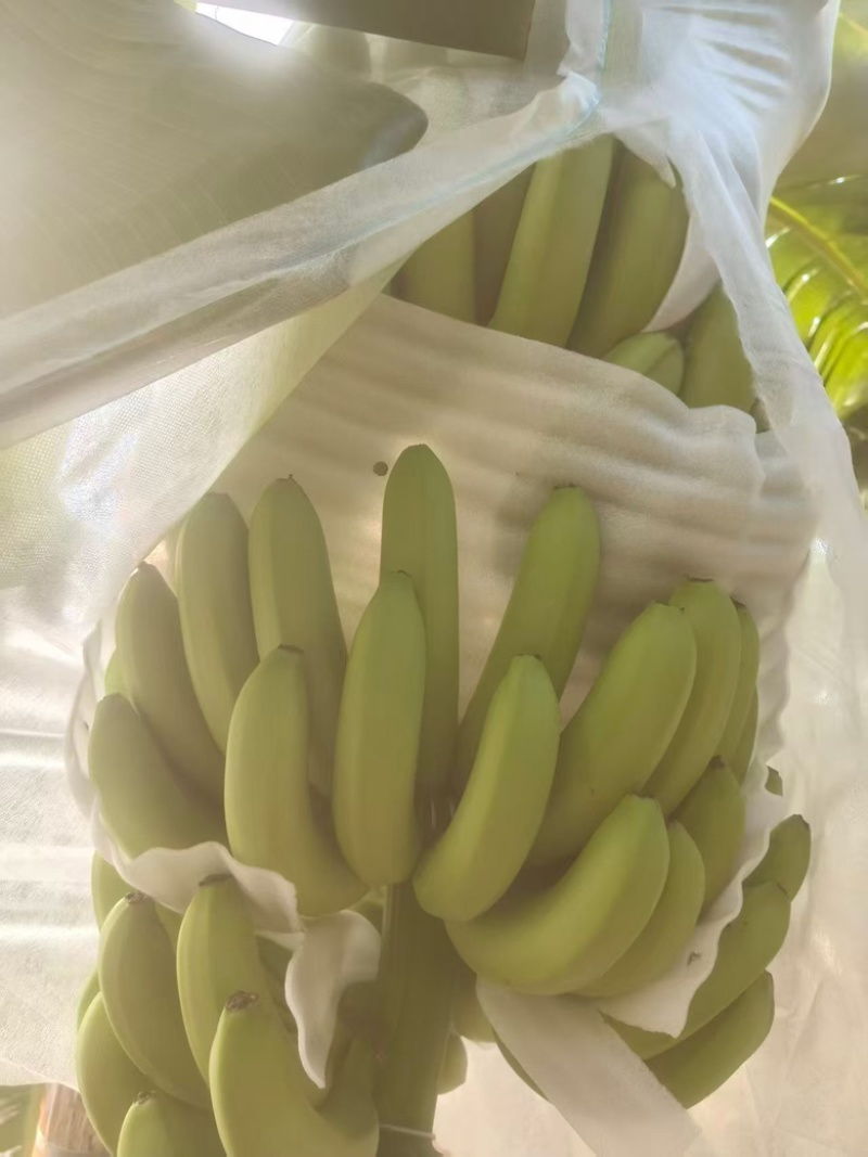 香蕉还有一个挂，价钱便宜