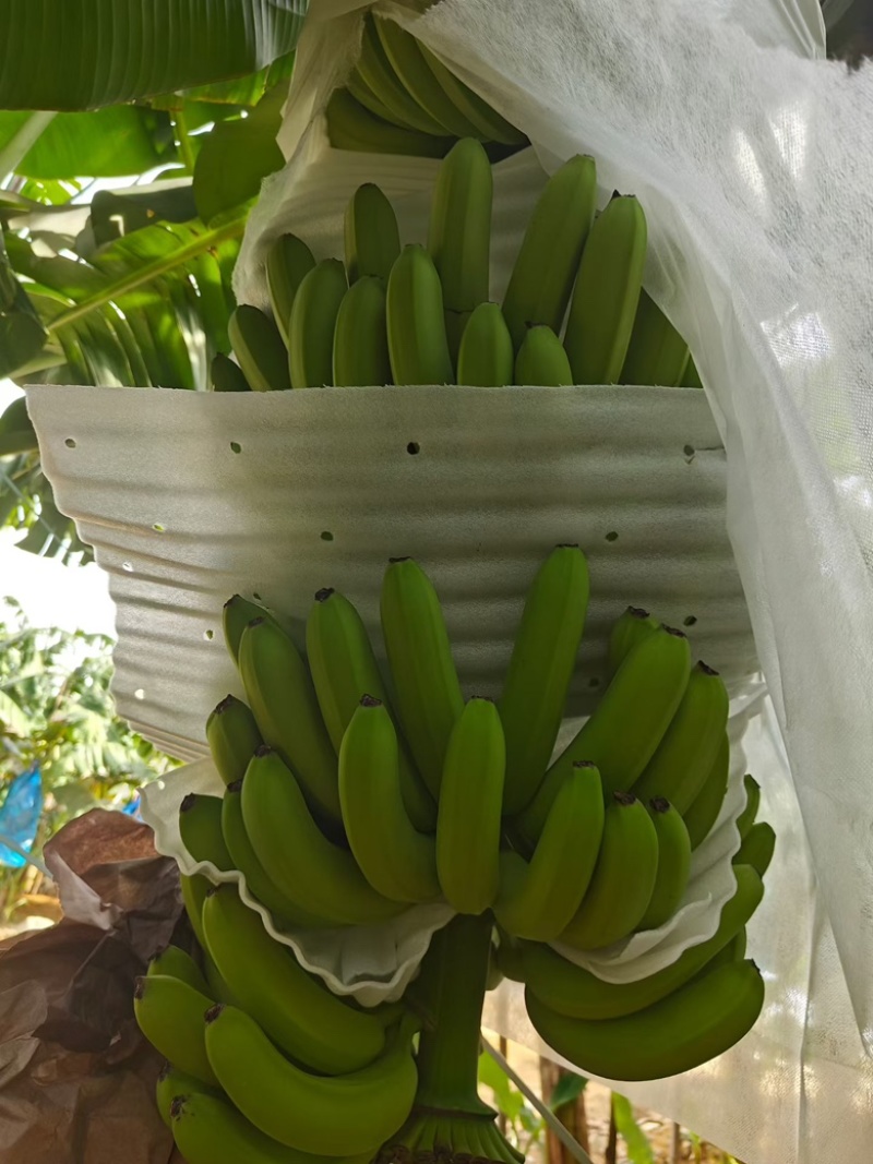 香蕉还有一个挂，价钱便宜
