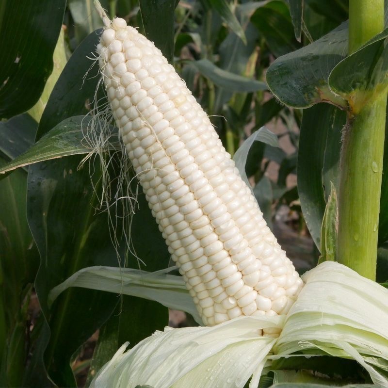 868白糯玉米，