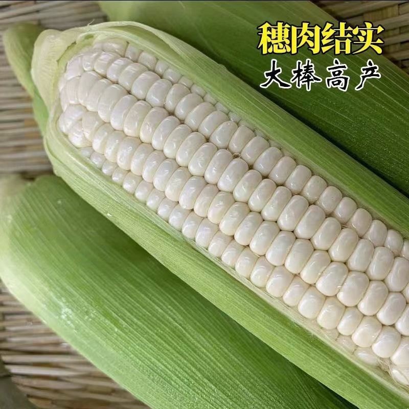 868白糯玉米，