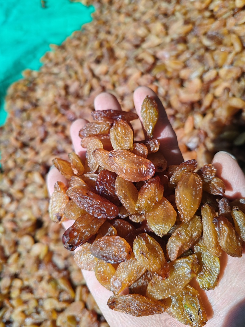 红香妃葡萄干大量上市量大质优价廉欢迎各大老板采购