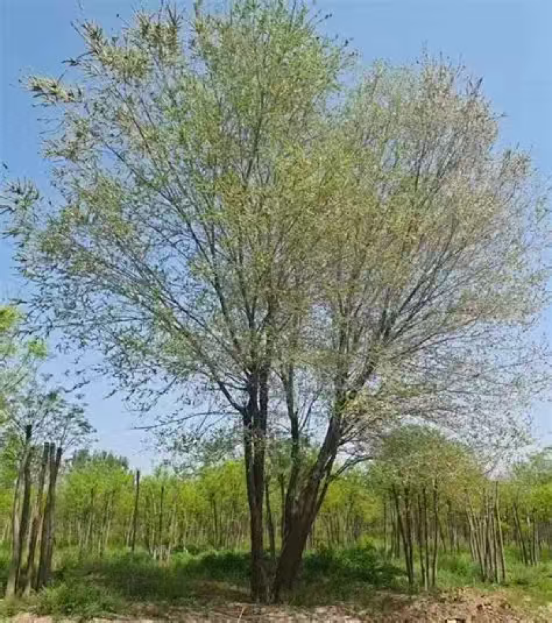 榆树
