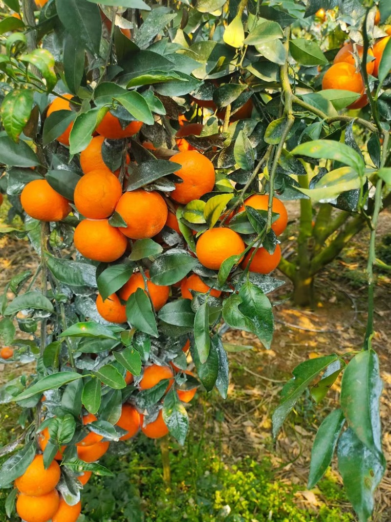 广西沃柑，大量有货