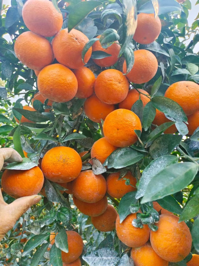 广西沃柑，大量有货