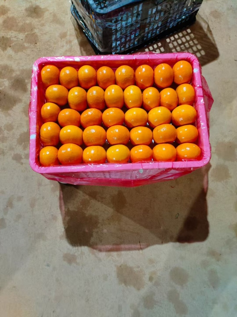 广西沃柑，大量有货