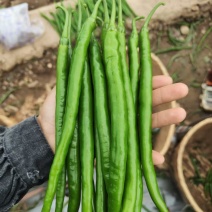 新鲜二荆条上市