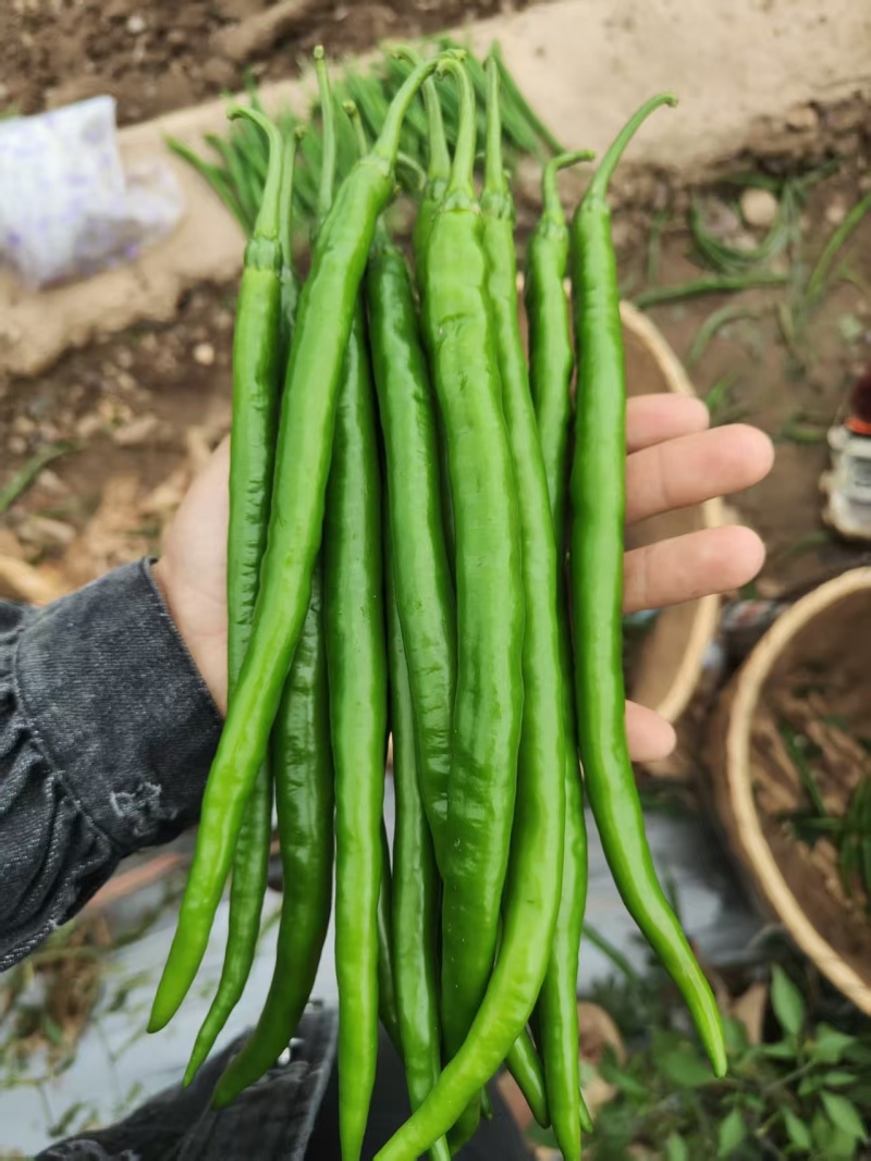 新鲜二荆条上市