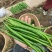 新鲜二荆条上市
