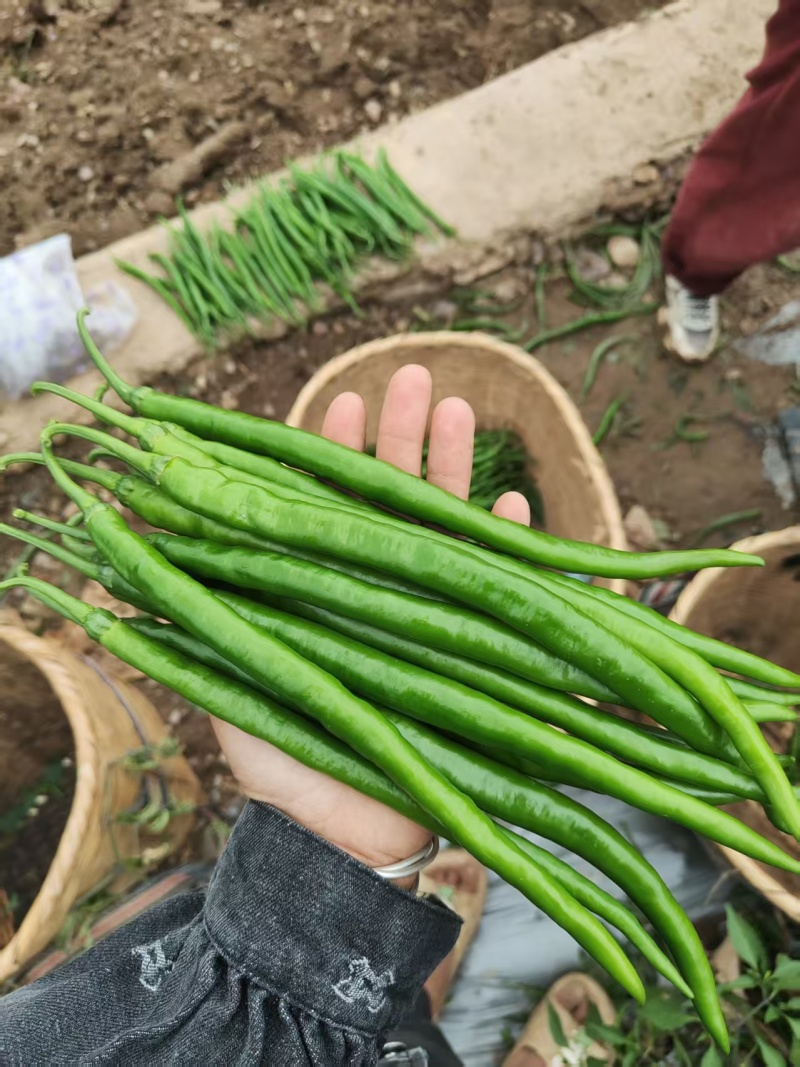 新鲜二荆条上市