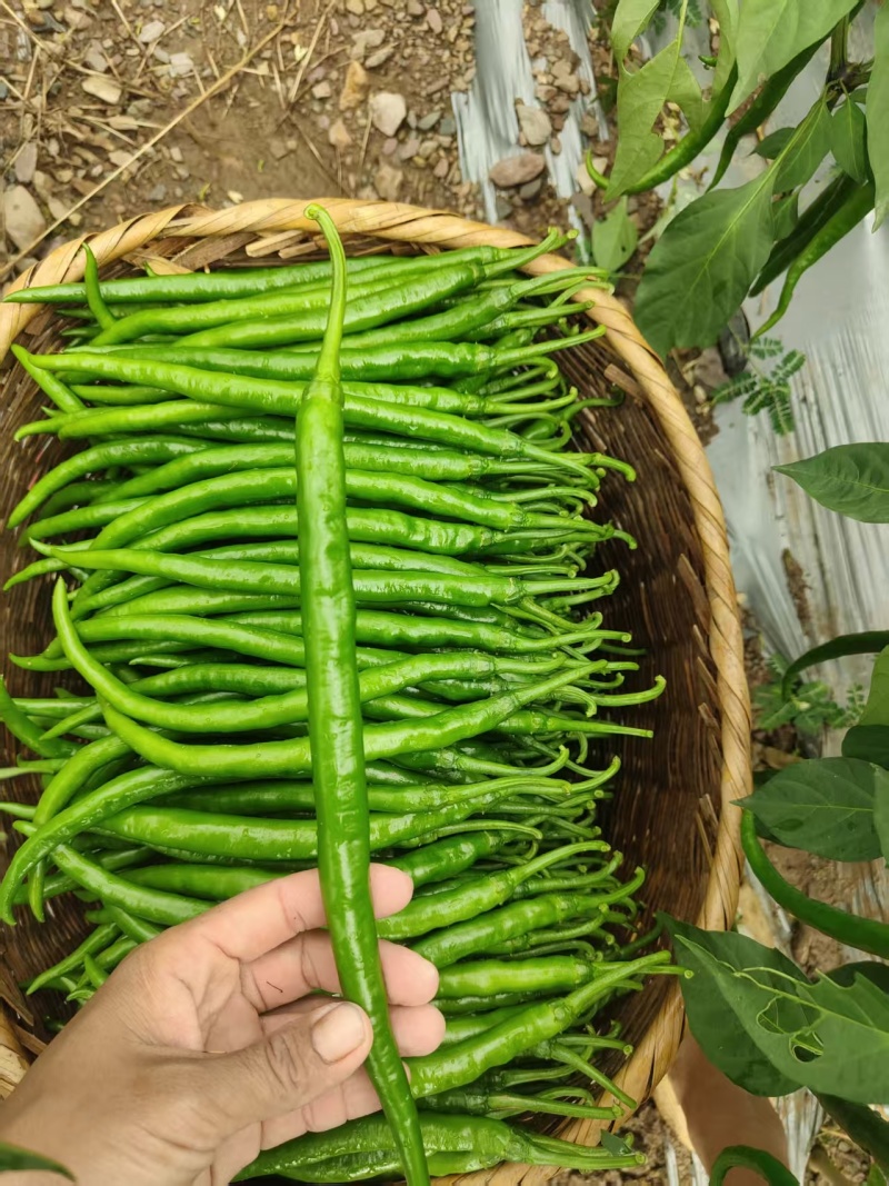 新鲜二荆条上市