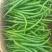 新鲜二荆条上市