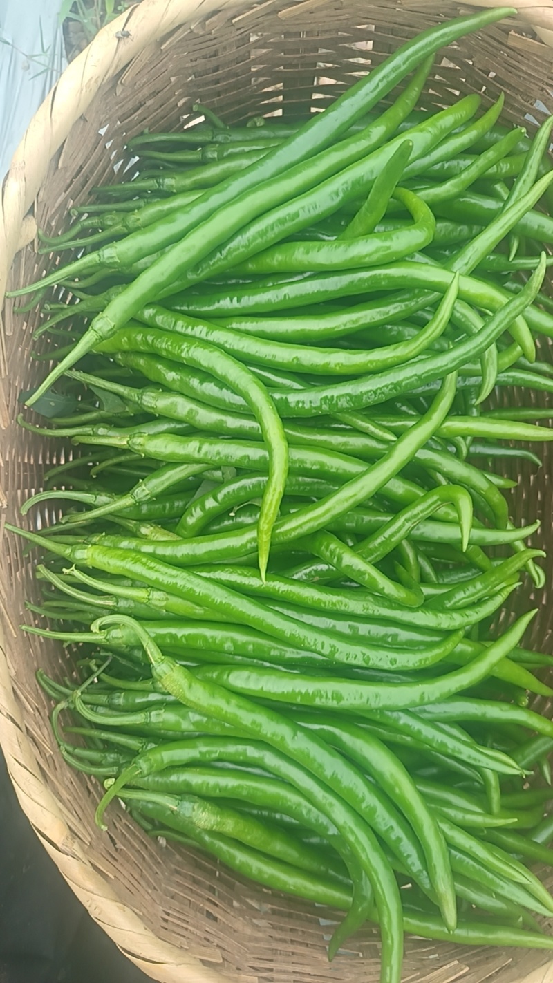 新鲜二荆条上市