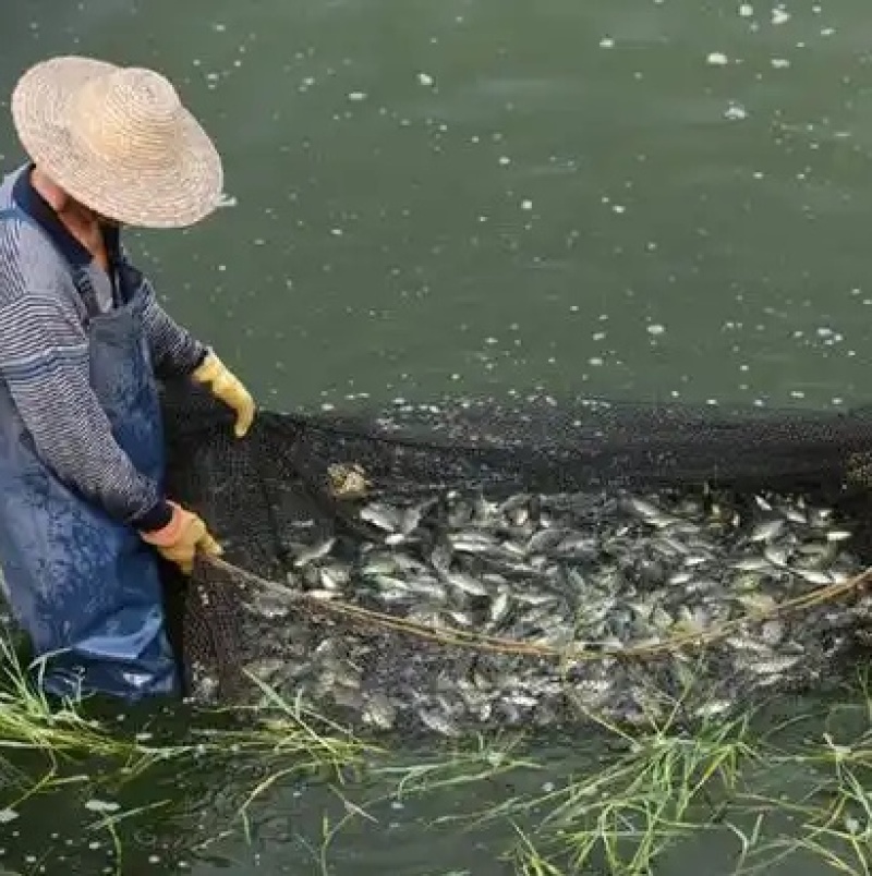 小罗非活鱼