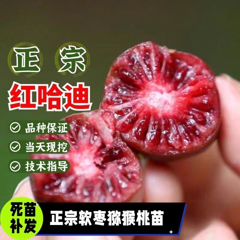 带叶子正宗红哈迪软枣猕猴桃苗盆栽地栽南北方种植耐寒奇异果