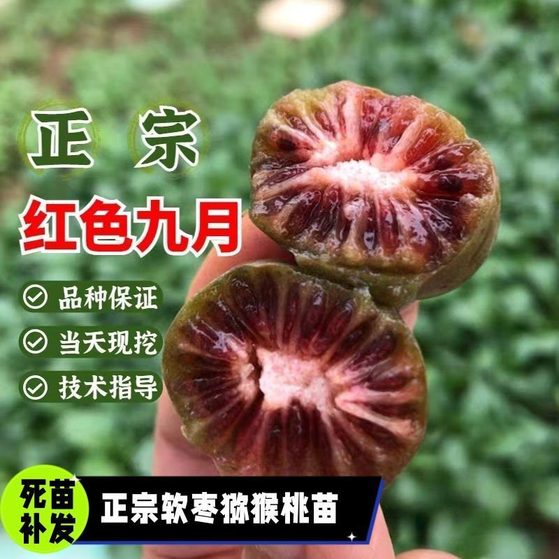 带叶子正宗红哈迪软枣猕猴桃苗盆栽地栽南北方种植耐寒奇异果