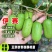 带叶子正宗红哈迪软枣猕猴桃苗盆栽地栽南北方种植耐寒奇异果