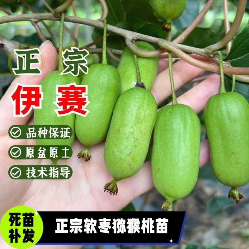 带叶子正宗红哈迪软枣猕猴桃苗盆栽地栽南北方种植耐寒奇异果