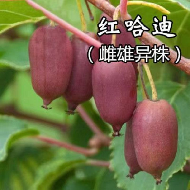带叶子正宗红哈迪软枣猕猴桃苗盆栽地栽南北方种植耐寒奇异果