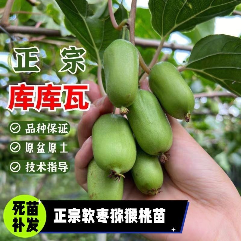 带叶子正宗红哈迪软枣猕猴桃苗盆栽地栽南北方种植耐寒奇异果